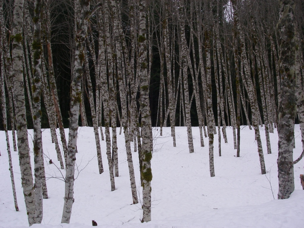 Alder Tree grove ~2000'