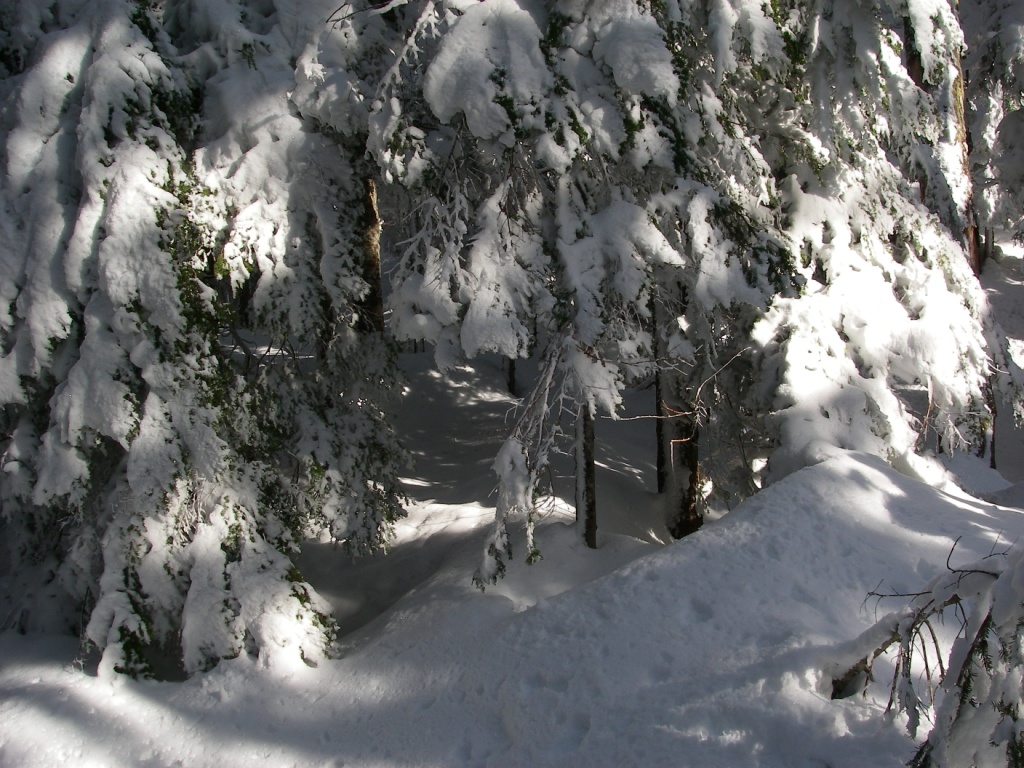 Snow laden trees at apex